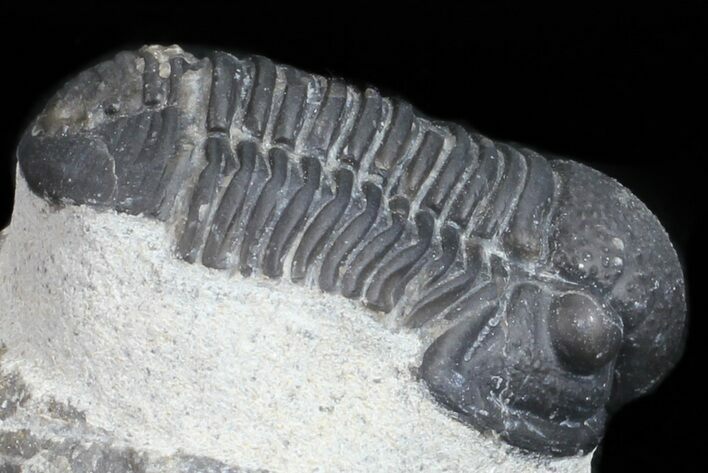 Bargain, Gerastos Trilobite Fossil - Morocco #57620
